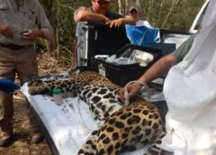 Rescata y libera Comisión de Parques y Biodiversidad a jaguar en Llera
