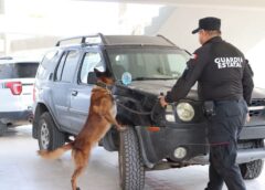 Obtienen binomios K-9 de la Guardia Estatal primeros lugares de su especialidad en certificación canina